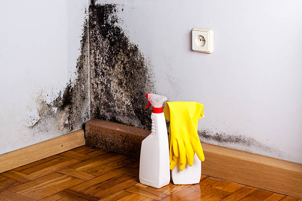 Best Black Mold Removal  in Aberdeen, SD